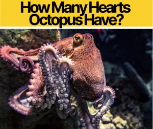 octopus 2 moods