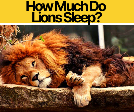 How Many Hours Does Lion Sleep List 94+ Pictures How Many Hours Does An Adult Lion Sleep Sharp