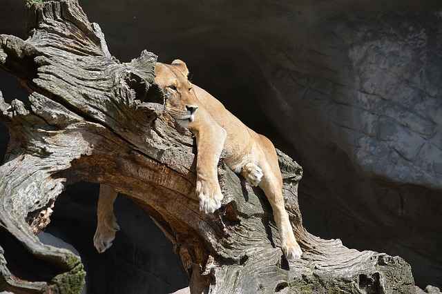 Ein weiblicher Löwe schläft auf einem Baum