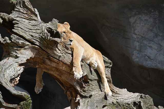  Una liona durmiendo en un árbol