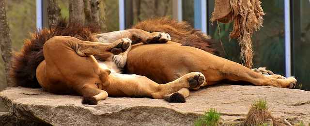 os leões geralmente não dormem e se abraçam juntos.