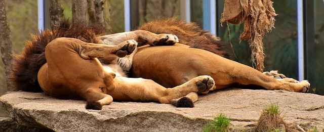 Los leones generalmente no duermen y se acurrucan juntos.