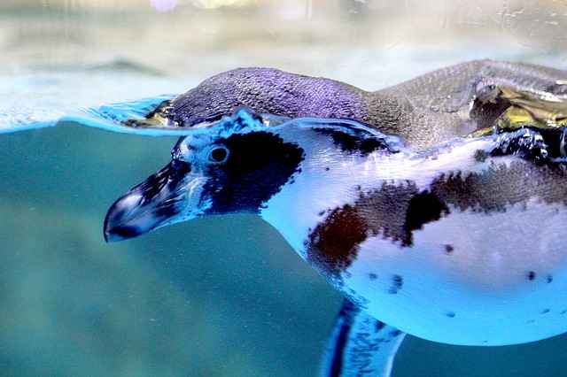 How Long Can Penguins Hold Their Breath & Stay Underwater