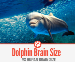 How Big is A Dolphin Brain - VS Human Brain Size