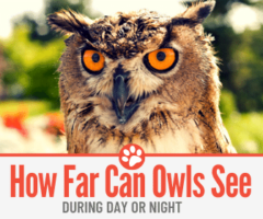 How Far Can an Owl See - During Day or Night