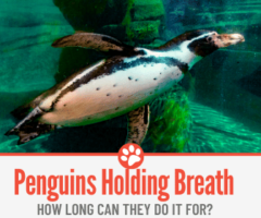 How Long Can Penguins Hold Their Breath & Stay Underwater