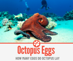 How Many Eggs Does an Octopus Lay - Do Octopus Lay Eggs?