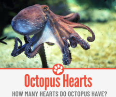 How Many Hearts Octopus Have? Why do Octopus have 3 Hearts?