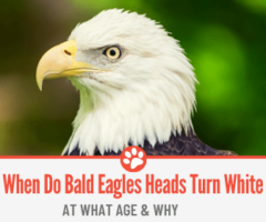 When Do Bald Eagles Heads Turn White - At What age & Why?