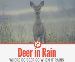 Where do Deer Go When it Rains - Do they Move in Rain?
