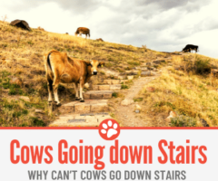 Why Can't Cows Go Down Stairs - Can they Go UP?