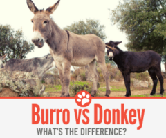 Burro VS Donkey - What's the Difference Between Them