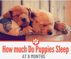 How Much do Puppies Sleep at 6 Months - How much is Enough?