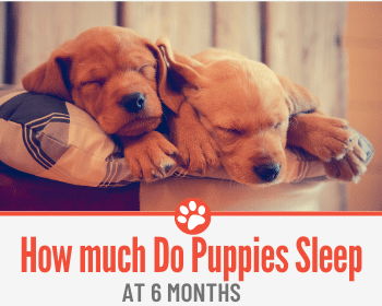 how much sleep do 6 week old puppies need