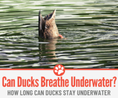 How Long Can Ducks Stay Underwater? - Can Ducks Breathe Underwater?