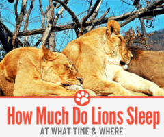 How Much Do Lions Sleep , at What time & Where?