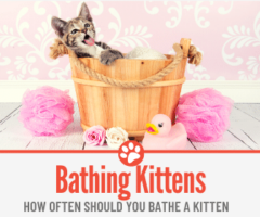 How Often Should you Bathe A Kitten - How to Bathe Kitten!