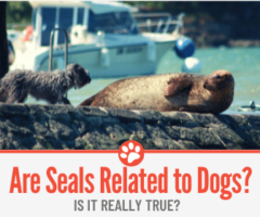 Are Seals Related To dogs & What about Sea Lions?