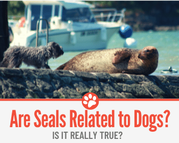 are seals as smart as dogs