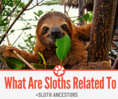 What are Sloths Related to & What are Sloth Ancestors