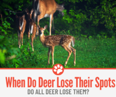 When Do Deer Lose Their Spots? And Why?