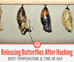 When to Release Butterflies After Hatching - Best Temperature & Time Of Day!