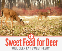 Will Deer Eat Sweet Feed - What About Horse & Cattle Feed?