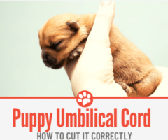 How to Cut Puppy Umbilical Cord & Stop it From Bleeding.