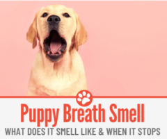 What Does Puppy Breath Smell Like - When does it Stops?