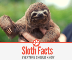 8 Amazing Sloth Facts Everyone Should Know