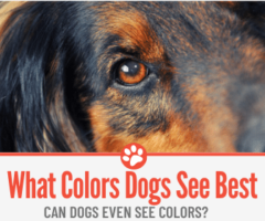 What Colors Do Dogs See BEST? Can Dogs See Colors?