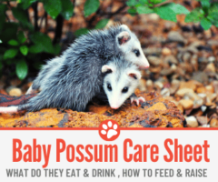 What do Baby Possums Eat and Drink? How to Feed,Raise & Care