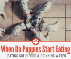 When Do Puppies Start Eating Food & Drinking Water