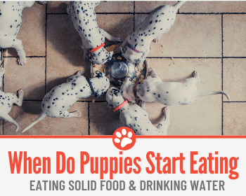can 6 week old puppies drink water