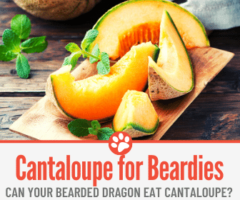 Can Bearded Dragons Eat Cantaloupe?