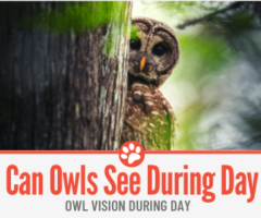 Can Owls See during the Day – Or are they Blind in Day?
