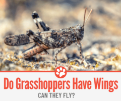 Do Grasshoppers Have Wings? Can They Fly?