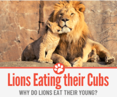 Do Lions Eat Their Young Cubs?