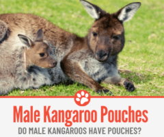 Do Male Kangaroos Have Pouches