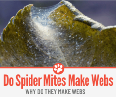 Do Spider Mites Make Webs – Why Do They Make Webs?