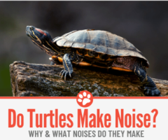 Do Turtles Make Noise? Why?