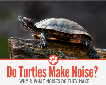 Do Turtles Make Noise? Why?