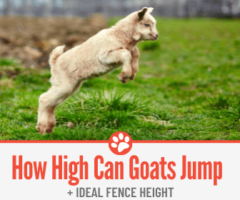 How High Can Goats Jump & What Fence to get for Your Goat!