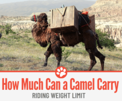 How Much Weight can a Camel Carry - Riding Weight Limit