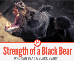 How Strong is a Black Bear - Who Can Beat a Black Bear?