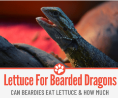 Can Bearded Dragons Eat Lettuce? How Much?