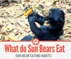 What Do Sun Bears Eat -Sun Bear Eating Habits