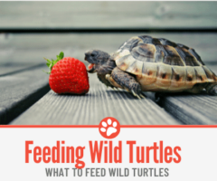 What to Feed Wild Turtles – The Ultimate Wild Turtle Guide