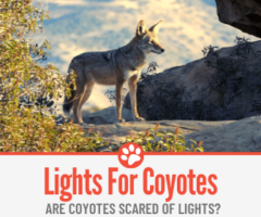 Will Lights Keep Coyotes Away? Are Coyotes Scared of Lights