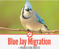 Do Blue Jays Migrate & Blue Jay Migration Route